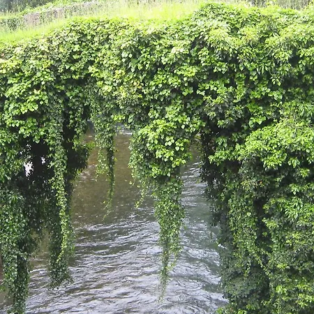 Daire Rurales Cibuyo Cangas De Narcea
