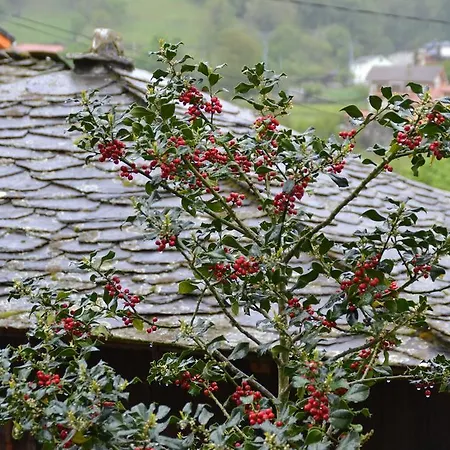 Rurales Cibuyo Daire Cangas De Narcea