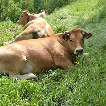 Rurales Cibuyo Cangas De Narcea