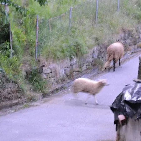 Rurales Cibuyo * Cangas De Narcea